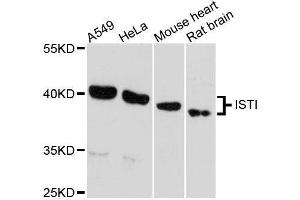 Western blot analysis of extracts of various cell lines, using IST1 antibody. (IST1 抗体  (AA 1-335))