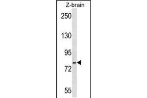 Western blot analysis in zebra fish brain tissue lysates (35ug/lane). (GRP78 抗体  (AA 261-289))