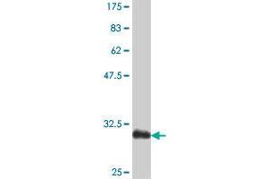 Western Blot detection against Immunogen (31. (Osteocalcin 抗体  (AA 52-100))