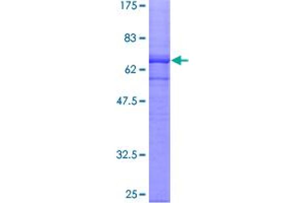 CGR19 Protein (AA 1-332) (GST tag)