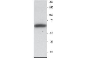 Western blot showing a single Synaptotagmin bond running at about 65 kDa (SYT1 抗体)