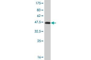 Western Blotting (WB) image for anti-SMAD, Mothers Against DPP Homolog 3 (SMAD3) (AA 120-221) antibody (ABIN561715)