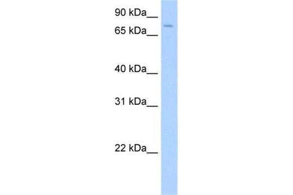 SV2A 抗体  (Middle Region)