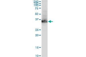 Western Blotting (WB) image for anti-Glyceraldehyde-3-Phosphate Dehydrogenase (GAPDH) (AA 226-335) antibody (ABIN560997)