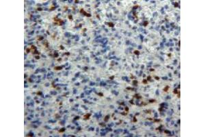 IHC-P analysis of spleen tissue, with DAB staining. (Myeloperoxidase 抗体  (AA 253-718))