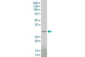 DLX1 monoclonal antibody (M15), clone 4B7. (DLX1 抗体  (AA 181-254))