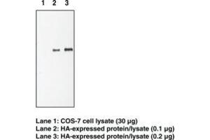 Image no. 1 for anti-HA-Tag antibody (ABIN294522) (HA-Tag 抗体)