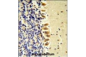 STK40 Antibody ( C-term ) (ABIN652973 and ABIN2842617) IHC analysis in formalin fixed and paraffin embedded mouse brain tissue followed by peroxidase conjugation of the secondary antibody and DAB staining. (STK40 抗体  (C-Term))