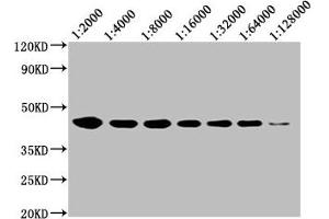 Western Blot Positive WB detected in: 20 μg Raji whole cell lysate CD48 antibody at 1:2000, 1:4000, 1:8000, 1:16000, 1:32000, 1:64000, 1:128000 Secondary Goat polyclonal to mouse IgG at 1/50000 dilution Predicted band size: 28, 20 KDa Observed band size: 43 KDa Exposure time:5 min (CD48 抗体  (AA 27-220))