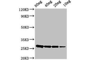 Western Blot Positive WB detected in Recombinant protein All lanes: ptsH antibody at 2. (PtsH (AA 2-88) 抗体)
