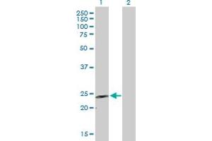 Western Blot analysis of GDNF expression in transfected 293T cell line by GDNF MaxPab polyclonal antibody. (GDNF 抗体  (AA 1-211))