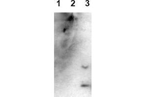 Western Blotting (WB) image for anti-Amyloid beta (Abeta) (AA 1-43), (C-Term), (N-Term) antibody (ABIN126727) (beta Amyloid 抗体  (C-Term, N-Term))