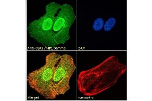 Immunofluorescence (IF) image for anti-Chromobox Homolog 3 (CBX3) (Internal Region) antibody (ABIN185493)