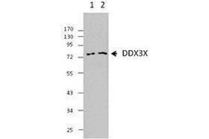 Western Blotting (WB) image for anti-DEAD (Asp-Glu-Ala-Asp) Box Polypeptide 3, X-Linked (DDX3X) antibody (ABIN2664926) (DDX3X 抗体)