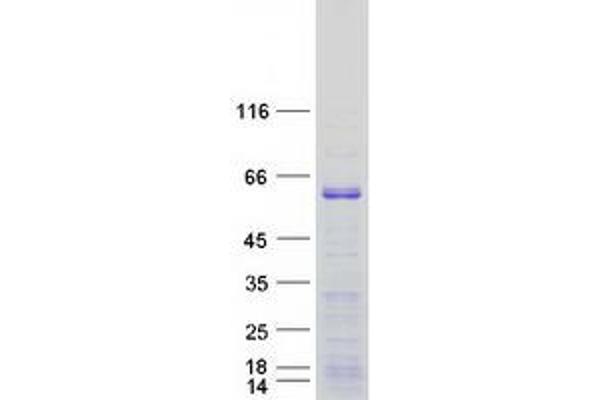 EBF3 Protein (Myc-DYKDDDDK Tag)