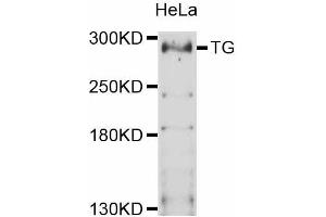 Western blot analysis of extracts of HeLa cells, using TG antibody (ABIN5999034) at 1:3000 dilution. (Thyroglobulin 抗体)