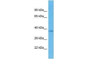 Western Blotting (WB) image for anti-Olfactory Receptor, Family 4, Subfamily M, Member 1 (OR4M1) (C-Term) antibody (ABIN2447821) (OR4M1 抗体  (C-Term))