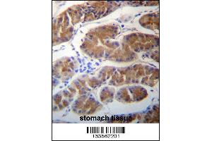 MORN1 Antibody immunohistochemistry analysis in formalin fixed and paraffin embedded human stomach tissue followed by peroxidase conjugation of the secondary antibody and DAB staining. (MORN1 抗体  (N-Term))