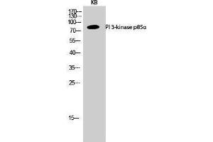 Western Blotting (WB) image for anti-Phosphoinositide 3 Kinase, p85 alpha (PI3K p85a) (Internal Region) antibody (ABIN3176878) (PIK3R1 抗体  (Internal Region))
