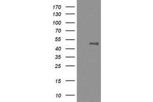 Image no. 6 for anti-Mitogen-Activated Protein Kinase Kinase 1 (MAP2K1) antibody (ABIN1499393) (MEK1 抗体)