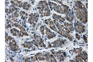 Immunohistochemistry (IHC) image for anti-Aldo-Keto Reductase Family 1, Member A1 (Aldehyde Reductase) (AKR1A1) antibody (ABIN1496542) (AKR1A1 抗体)