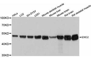 Western blot analysis of extracts of various cell lines, using ENO2 antibody. (ENO2/NSE 抗体  (AA 195-434))