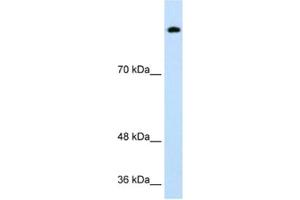 Western Blotting (WB) image for anti-Sterol Regulatory Element Binding Transcription Factor 1 (SREBF1) antibody (ABIN2463722) (SREBF1 抗体)