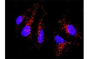 Proximity Ligation Analysis of protein-protein interactions between CD86 and CD80. (CD86 抗体  (AA 1-329))