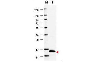 Image no. 1 for anti-Colony Stimulating Factor 2 (Granulocyte-Macrophage) (CSF2) antibody (ABIN1100979) (GM-CSF 抗体)