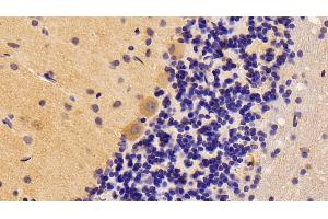 Detection of BMP2 in Rat Cerebellum Tissue using Polyclonal Antibody to Bone Morphogenetic Protein 2 (BMP2) (BMP2 抗体  (AA 49-243))