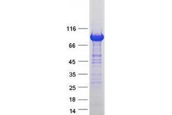 VAC14 Protein (Myc-DYKDDDDK Tag)