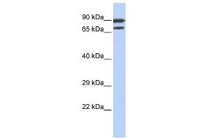 Western Blotting (WB) image for anti-Zinc Finger Protein 583 (ZNF583) antibody (ABIN2458219) (ZNF583 抗体)