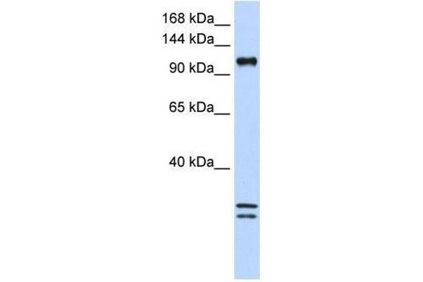 NCKAP1L 抗体  (C-Term)