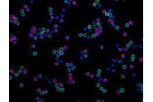 Immunofluorescence (IF) image for anti-CD4 (CD4) antibody (Alexa Fluor 488) (ABIN2657418) (CD4 抗体  (Alexa Fluor 488))