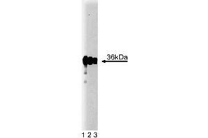 Western blot analysis of PP2A Catalytic alpha on A431 lysate. (PP2A Catalytic alpha (AA 153-309) 抗体)