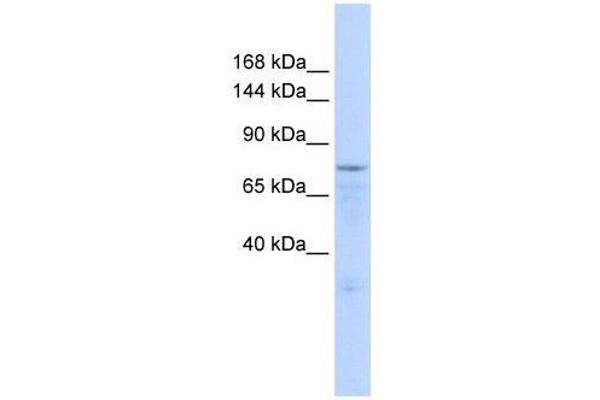 Zinc Finger Protein 62 (ZFP62) (Middle Region) 抗体