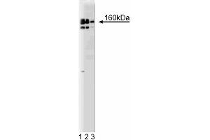 Western blot analysis of DSIF on a HeLa lysate. (CG7626 Gene Product From Transcript CG7626-RA (SPT5) (AA 866-985) 抗体)