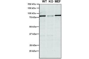 Western Blot analysis of Human, Mouse A549, MEF showing detection of VPS35 protein using Mouse Anti-VPS35 Monoclonal Antibody, Clone 5A9 (ABIN6932953). (VPS35 抗体  (PerCP))