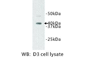 Image no. 1 for anti-Interleukin 1 Receptor-Like 1 (IL1RL1) antibody (ABIN1112898) (IL1RL1 抗体)