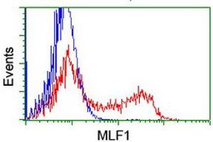 Image no. 2 for anti-Myeloid Leukemia Factor 1 (MLF1) antibody (ABIN1499497) (MLF1 抗体)