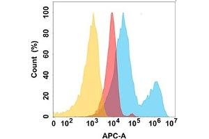 protein is highly expressed on the surface of Expi293 cell membrane. (ROR2 抗体  (AA 34-403))