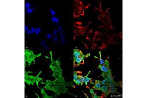 Immunocytochemistry/Immunofluorescence analysis using Mouse Anti-QKI (pan) Monoclonal Antibody, Clone S147-6 . (QKI 抗体  (AA 1-341))