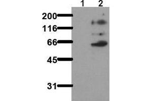 Western Blotting (WB) image for anti-Nuclear Receptor Coactivator 1 (NCOA1) (pTyr416) antibody (ABIN126893) (NCOA1 抗体  (pTyr416))