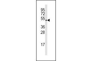 Western blot analysis of anti-Cyclin B1 Antibody  (ABIN391868 and ABIN2841693) in  cell line lysates (35 μg/lane). (Cyclin B1 抗体  (AA 104-133))