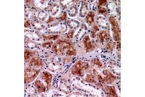 Immunohistochemical analysis of c-Rel staining in human kidney formalin fixed paraffin embedded tissue section. (c-Rel 抗体  (C-Term))