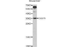 Western blot analysis of extracts of mouse liver, using CASP6 Antibody (ABIN5970901) at 1/1000 dilution. (Caspase 6 抗体)