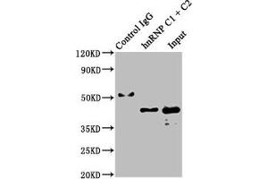 Western Blotting (WB) image for anti-Heterogeneous Nuclear Ribonucleoprotein C (C1/C2) (HNRNPC) antibody (ABIN7127547)