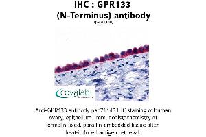 Image no. 1 for anti-G Protein-Coupled Receptor 133 (GPR133) (Extracellular Domain), (N-Term) antibody (ABIN1734935) (G Protein-Coupled Receptor 133 抗体  (Extracellular Domain, N-Term))