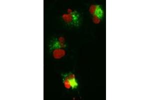 Anti-CTNNB1 mouse monoclonal antibody (ABIN2452251) immunofluorescent staining (Green) of COS7 cells transiently transfected by pCMV6-ENTRY CTNNB1 (RC208947). (CTNNB1 抗体  (AA 531-781))