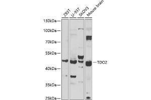 Western blot analysis of extracts of various cell lines, using TDO2 antibody (ABIN6130853, ABIN6148969, ABIN6148971 and ABIN6222502) at 1:1000 dilution. (TDO2 抗体  (AA 137-406))